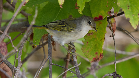 Yellow Warbler (Setophaga petechial)