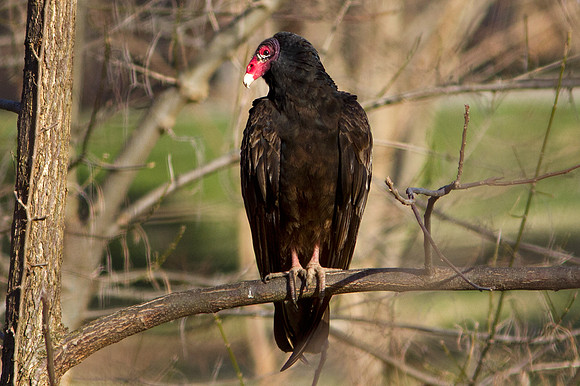 Turkey Vulture (Cathartes aura)