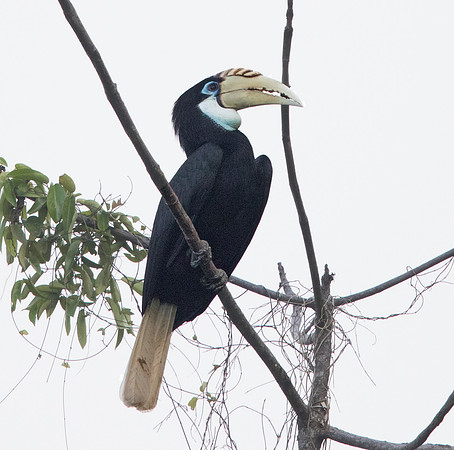 Blyth's hornbill (Rhyticeros plicatus) Female