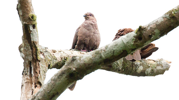 Ruddy Pigeon (Patagioenas subvinacea)