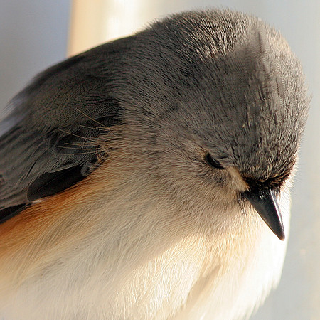Tufted Titmouse (Baeolophus bicolor)