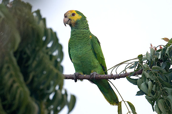 Yellow-shouldered Amazon (Amazona barbadensis) also known as Yellow-shouldered Parrot