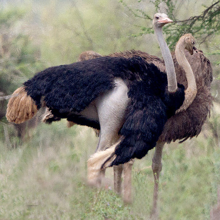 Common Ostrich (Struthio camelus)