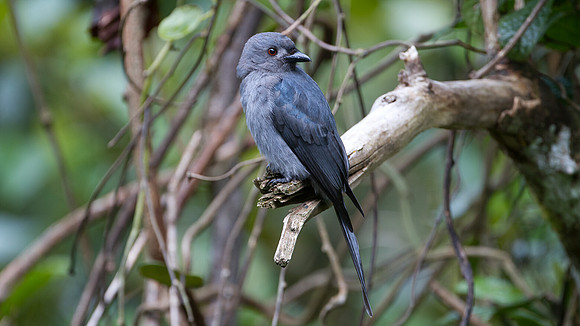 Ashy Drongo (Dicrurus leucophaeus)