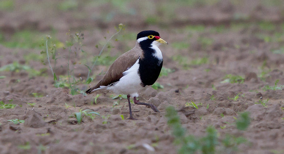 Banded Lapwing (Vanellus tricolor)