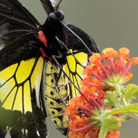 Common Birdwing (Troides helena cerberus)
