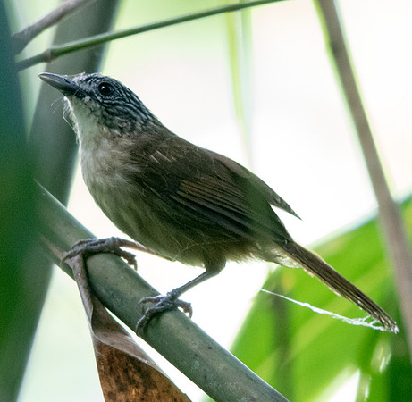 Brown tit-babbler (Macronus striaticeps)