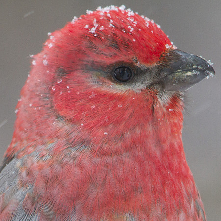 Pine Grosbeak (Pinicola enucleator); Male