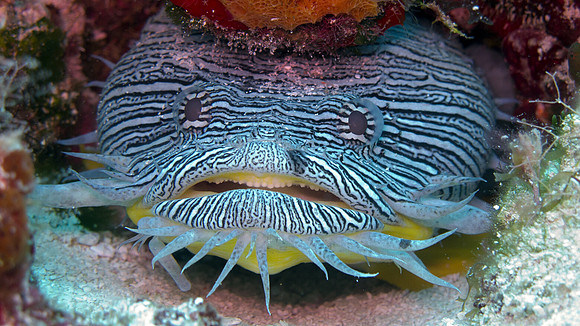Splendid Toadfish (Sanopus splendidus) Endemic
