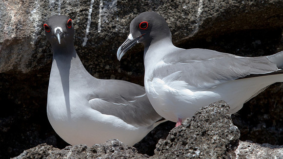 Swallow-tailed Gull (Creagrus furcatus)