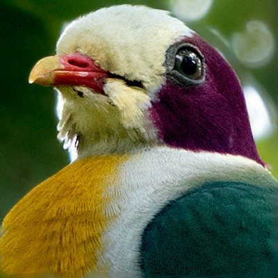 Yellow-breasted fruit dove (Ptilinopus occipitalis)