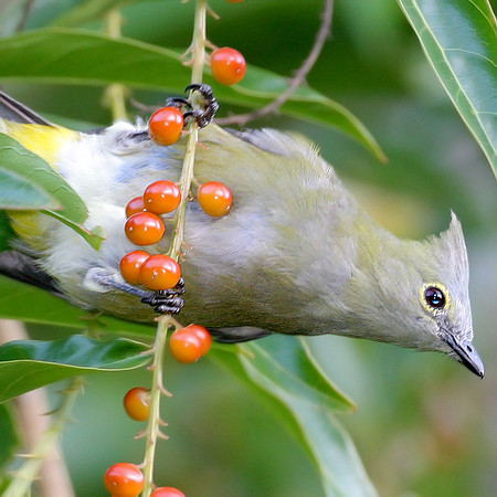 Long-tailed Silky-flycatcher (Ptilogonys caudatus) female