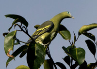 Philippine green pigeon (Treron axillaris)