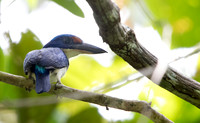 Winchell's kingfisher (Todiramphus winchelli)
