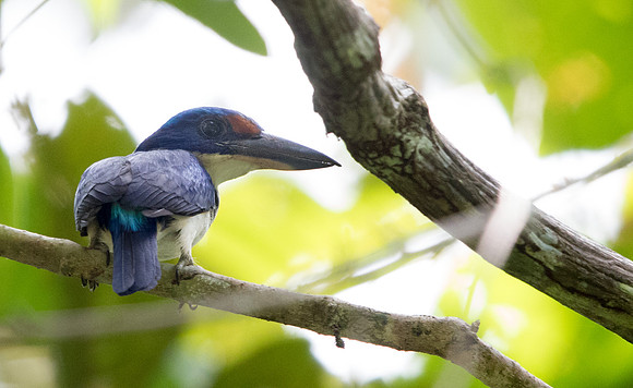 Winchell's kingfisher (Todiramphus winchelli)