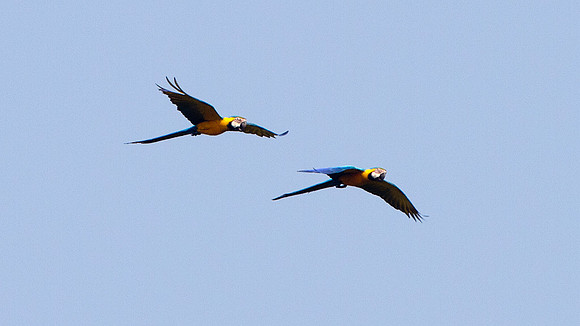 Blue-and-Yellow Macaw (Ara ararauna)