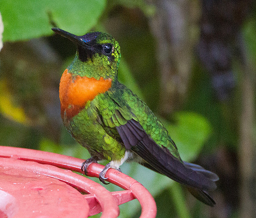 Gould's Jewelfront (Heliodoxa aurescens)
