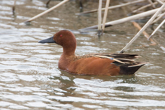 Cinnamon Teal (Anas cyanoptera) male