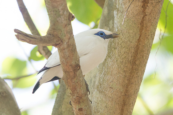 Bali myna (Leucopsar rothschildi)