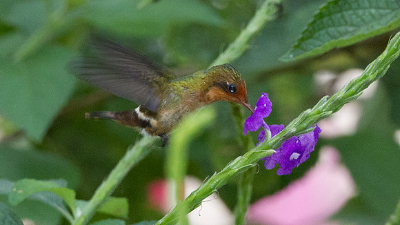 Rufous-Crested Coquette (Lophornis delattrei) - female