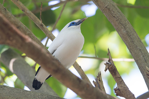 Bali myna (Leucopsar rothschildi)