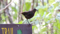 Bornean Whistling Thrush (Myophonus borneensis)