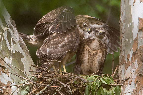 Red-shouldered Hawk (Buteo lineatus) juvenile