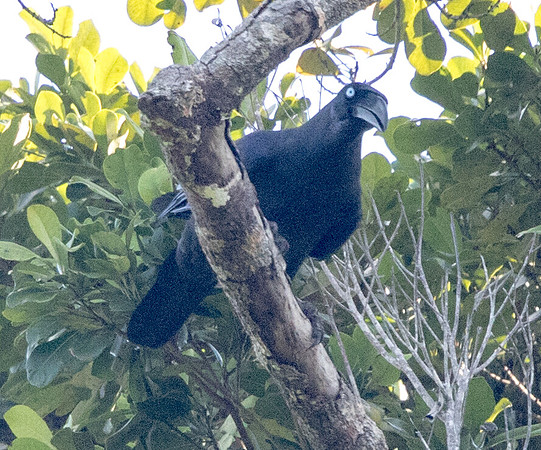 Long-billed crow (Corvus validus)