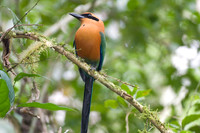 Rufous Motmot (Baryphthengus martii)