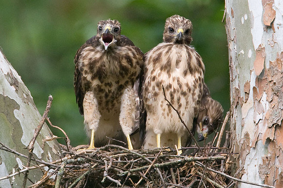 Red-shouldered Hawk (Buteo lineatus) juvenile