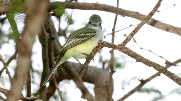 Northern Scrub Flycatcher (Sublegatus arenarum)