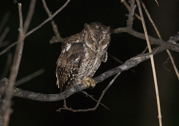 Moluccan scops owl (Otus magicus)