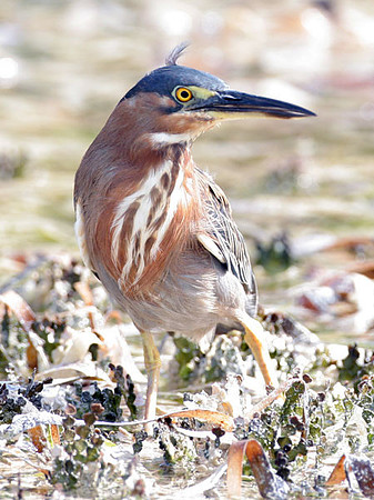 Green Heron (Butorides virescens)