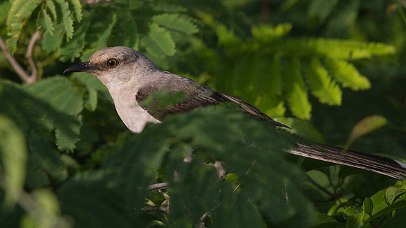 Northern Mockingbird (Mimus polyglottos)