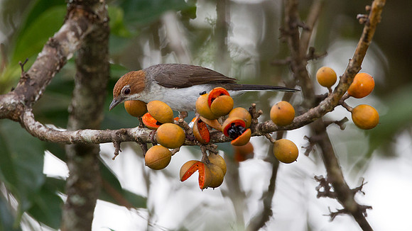Chestnut-crested Yuhina (Yuhina everetti)