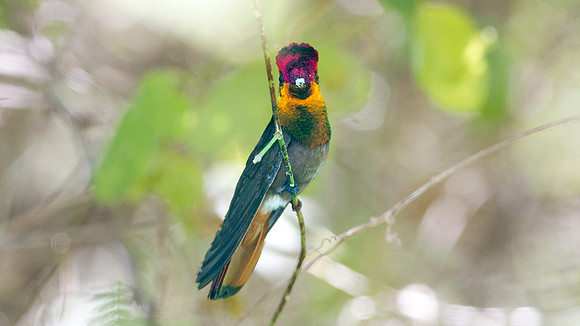 Ruby-topaz Hummingbird (Chrysolampis mosquitus) male