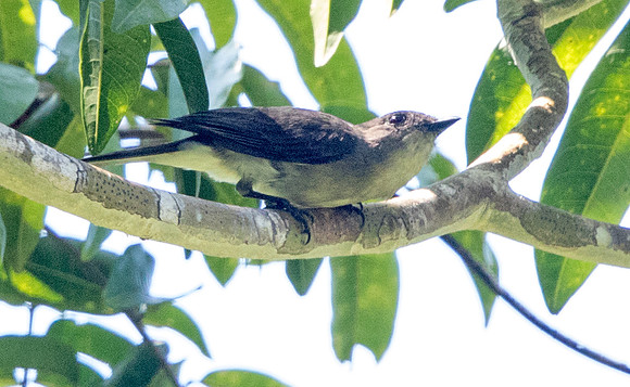 Drab whistler (Pachycephala griseonota)