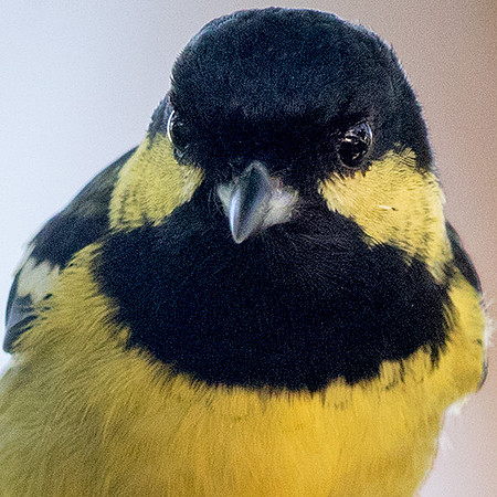 Elegant tit (Periparus elegans)