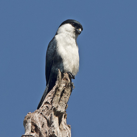 Philippine falconet (Microhierax erythrogenys)