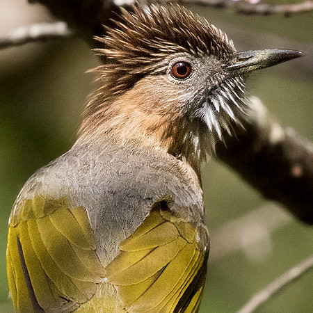 Mountain bulbul (Ixos mcclellandii)