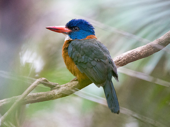 Green-backed kingfisher (Actenoides monachus) Male