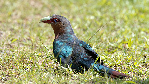 Chestnut-breasted Malkoha (Phaenicophaeus curvirostris)