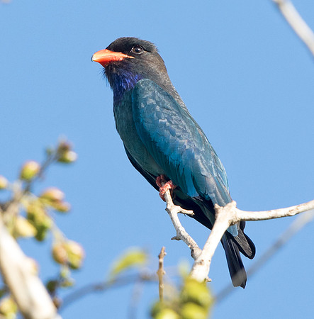 Dollarbird (Eurystomus orientalis)