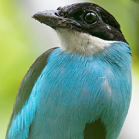 Azure-breasted pitta (Pitta steerii)