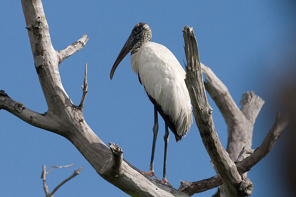 Wood Stork (Mycteria americana)