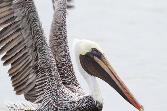 Brown Pelican (Pelecanus occidentalis)