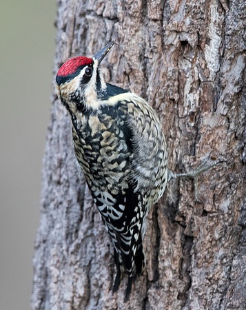 Yellow-bellied sapsucker (Sphyrapicus varius) Female