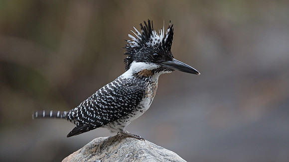 Crested kingfisher (Megaceryle lugubris)
