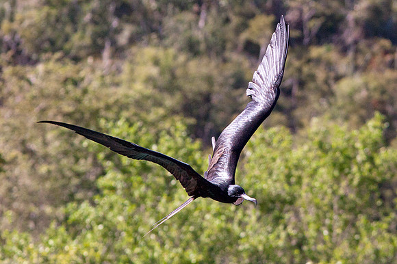 Magnificent Frigatebird (Fregata magnificens) Male