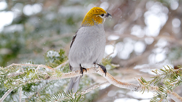 Pine Grosbeak (Pinicola enucleator); Female